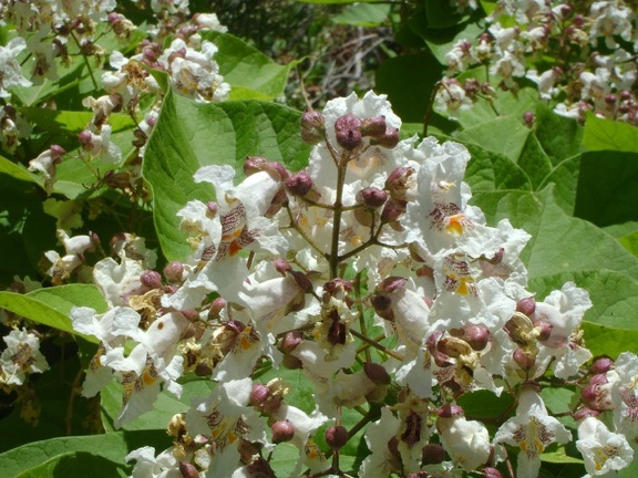 Close-up of the penstemon-like flowers on the big flowering tree at Pachalka Spring