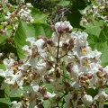 Close-up of the penstemon-like flowers on the big flowering tree at Pachalka Spring