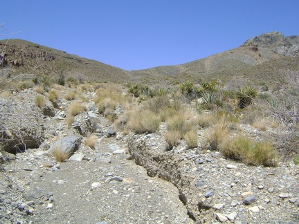 My hiking route today follows an old mining road that rises up over the pass ahead to the north side of the Clark Mountain Range