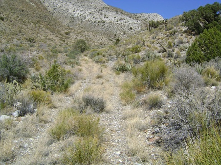 I continue walking along the faded road after it drops into an unnamed canyon on the north side of the Clark Mountain Range