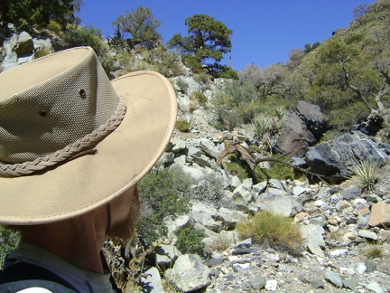 I start hiking up the canyon beyond the prospect and the end of the old road