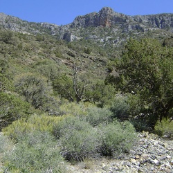 Day 14: Clark Mountain Range day hike (north side) from Pachalka Spring, Mojave National Preserve