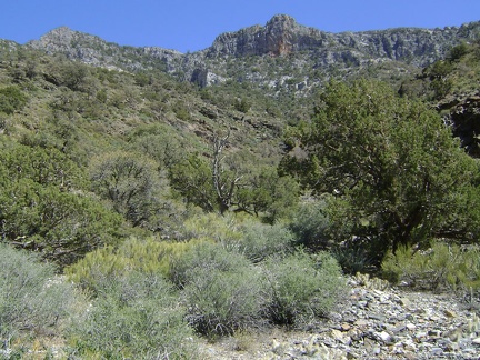 This canyon provides excellent views to the south of a few high points in the Clark Mountain Range