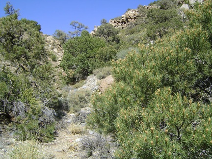 I keep hiking upward in the canyon on the north side of the Clark Mountain Range, unaware of how much elevation I'm gaining