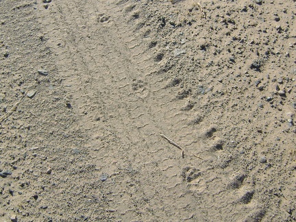Footprints on Old Kelso Road, Devil's Playground, Mojave National Preserve
