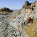 Barrel cacti grow in the rocks at the entrance to Old Dad Canyon