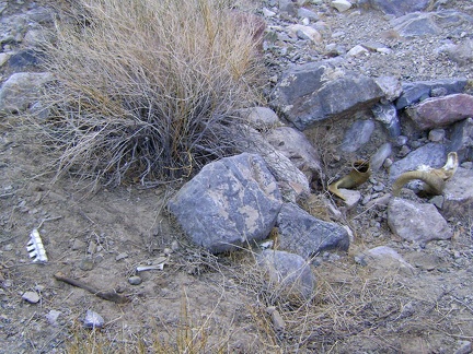 I look around and notice a few bones scattered nearby