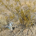 Here I am out in the middle of nowhere, and I find an old balloon stuck on a creosote bush