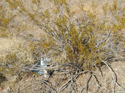 Here I am out in the middle of nowhere, and I find an old balloon stuck on a creosote bush