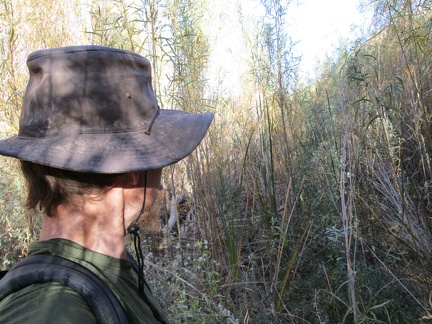 I cross through some of the riparian brush at Piute Creek