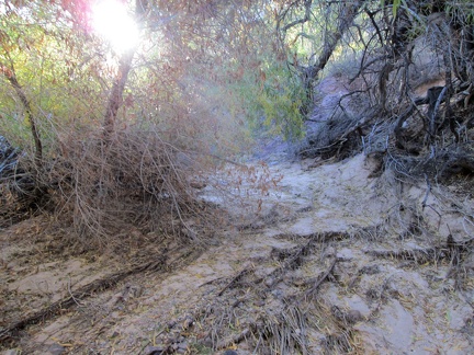 Layers of roots, dropped foliage and sand drainage in this dry part of the Piute Creek bed