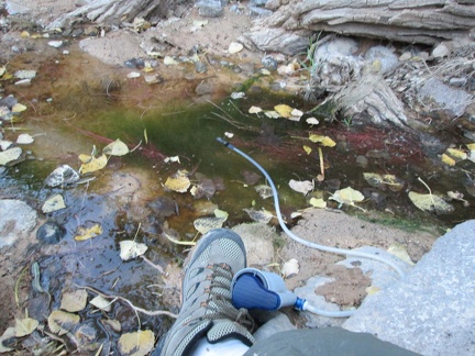I pick this spot in the shallow stream, just deep enough to filter water; lots of cottonwood leaves floating around