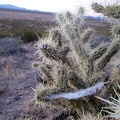 A bird feather is stuck in this cholla cactus