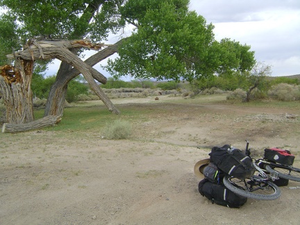 A big tree, partly broken, near the old Valley Wells town site