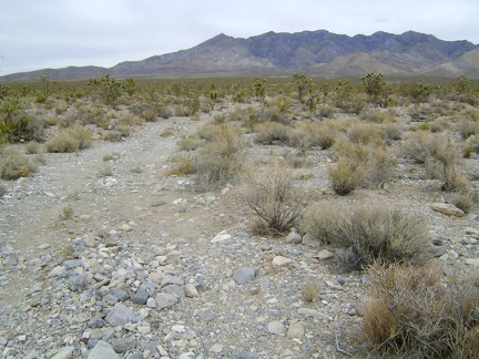 I start riding up the fan on the road to Pachalka Spring, Mojave National Preserve, straight toward the Clark Mountain Range