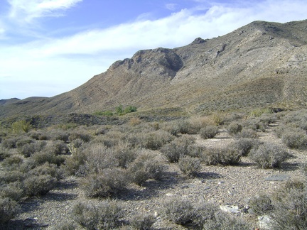 Looking to my left (north), I see a patch of green trees, which must be Pachalka Spring