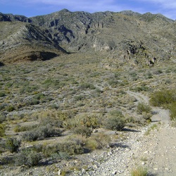Day 12: Cima Dome (Sunrise Rock) to Pachalka Spring by bicycle, Mojave National Preserve
