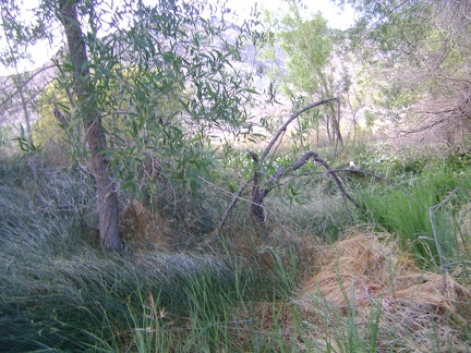 Before sundown, I go for another short walk over to Pachalka Spring