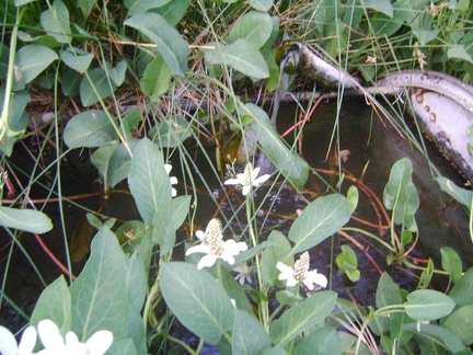 There it is, Pachalka Spring, bubbling up from a pipe in the middle of the yerba mansa patch