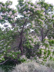 A tree that I've never seen before is blooming profusely in the moist area just below Pachalka Spring