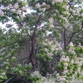 A tree that I've never seen before is blooming profusely in the moist area just below Pachalka Spring