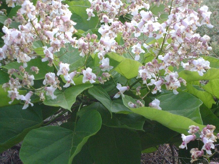 The blossoms on this tree look almost like the flowers of a Palmer's penstemon; hummingbirds probably love these