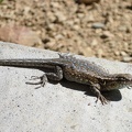 A lizard on a rock near my tent says "Good morning!" as I step outside my tent after a relaxed breakfast