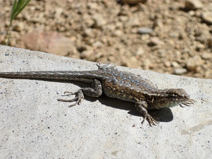 A lizard on a rock near my tent says &quot;Good morning!&quot; as I step outside my tent after a relaxed breakfast