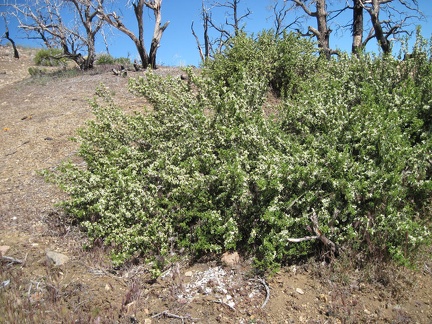 Some regrowth at Mid Hills campground, almost five years after the 2005 brush fires