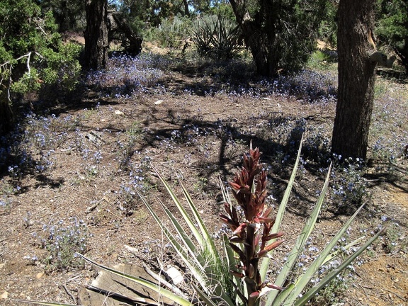 Across the road from the washrooms, a patch of phacelias bloom amidst a stand of junipers, pinon pines and yuccas