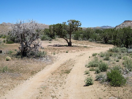 The shortcut road to Cedar Canyon Road is a good two-track for a short distance, up to a secluded campsite under an old juniper