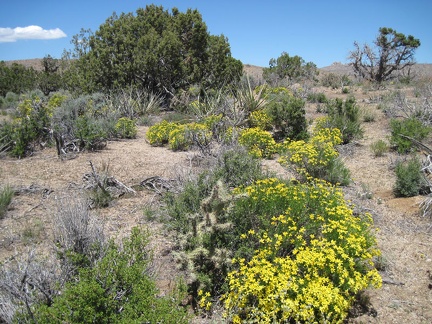 This is another area of the Mid Hills that was partially burned, but not completely, during the 2005 brush fires