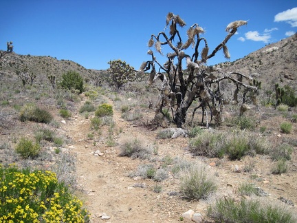 An old closed road beyond the Wilderness boundary on the west side of Pinto Mountain makes for a perfect trail