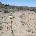 White thistle in Cedar Wash on the way to Pinto Mountain, Mojave National Preserve