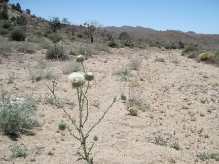 White thistle in Cedar Wash on the way to Pinto Mountain, Mojave National Preserve