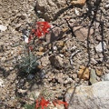 Bright red hummingbird flowers growing in the gravelly drainage west of Pinto Mountain