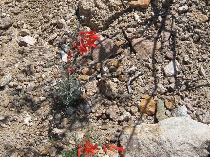 Bright red hummingbird flowers growing in the gravelly drainage west of Pinto Mountain