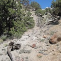 I climb past a few junipers on the way up the drainage area to Pinto Mountain