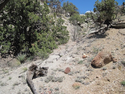 I climb past a few junipers on the way up the drainage area to Pinto Mountain