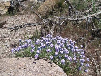 A few patches of verbena are still flowering in the semi-shady drainage as I rise up the back of Pinto Mountain