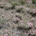 Also still blooming on the north side of Pinto Mountain are a few tufts of phlox