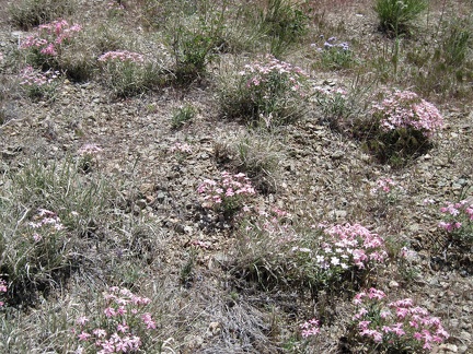 Also still blooming on the north side of Pinto Mountain are a few tufts of phlox