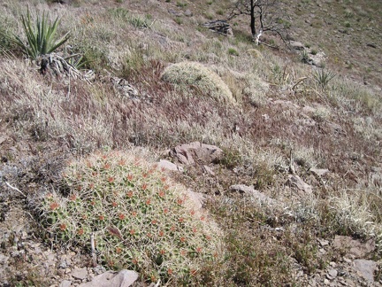 As I walk along a hillside on the north side of Pinto Mountain, I almost step on this low cactus which camouflages nicely