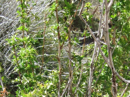 Close-up of the barberry bush on the north side of Pinto Mountain