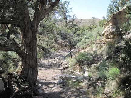 I follow a different mini-canyon on the lower part of the return to Cedar Wash and pass under the remains of an old fence