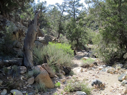 The dappled shade cast by old pinon pines and junipers makes for a nice walk down this little wash north of Pinto Mountain