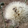 A few bugs enjoy this white thistle flower in Cedar Wash, Mojave National Preserve