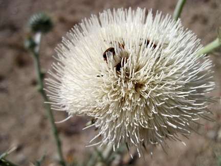 A few bugs enjoy this white thistle flower in Cedar Wash, Mojave National Preserve