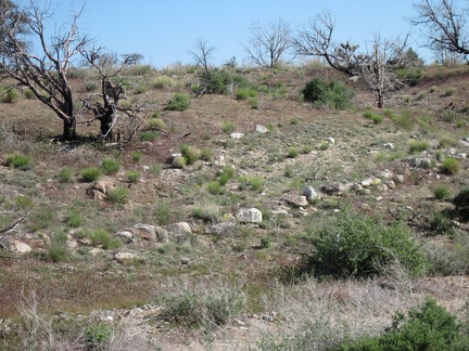 I reach the old closed road leading out of Cedar Wash, marked by rocks that were perhaps placed there 100 years ago