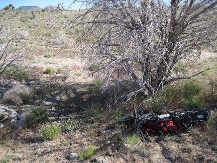 I reach the trees off the old Mojave Road under which I stashed my bicycle, and voilà, it's still there